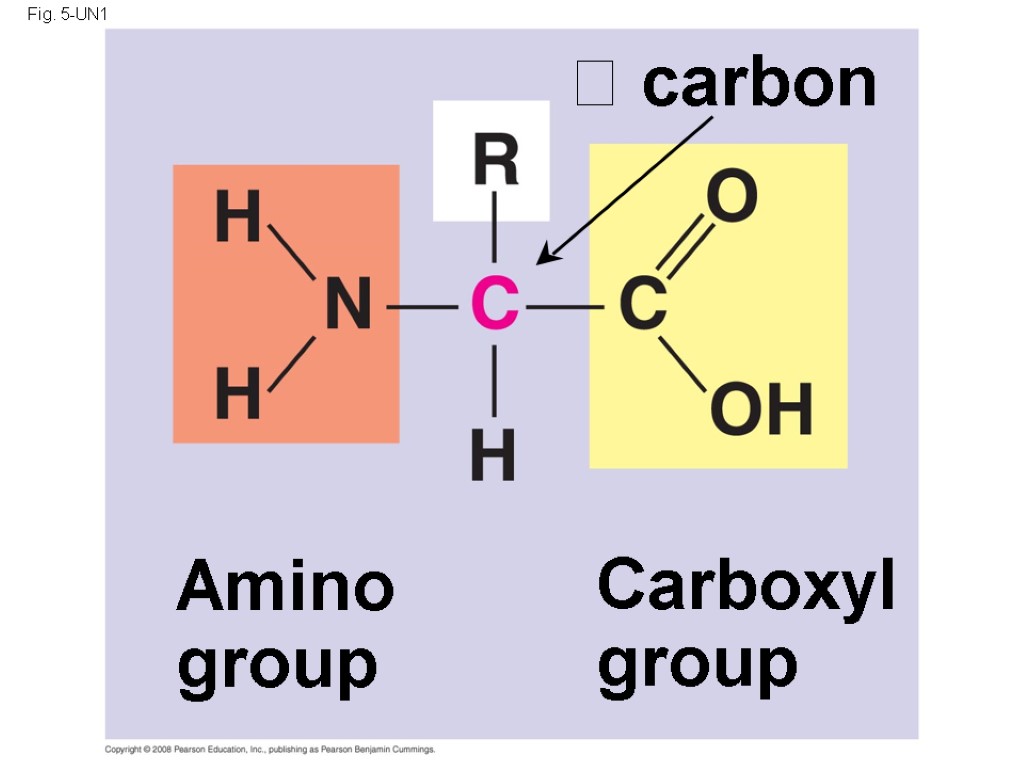 Fig. 5-UN1 Amino group Carboxyl group  carbon